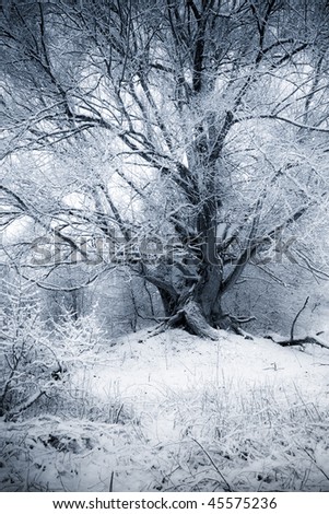 Fairy Tale like willow tree in winter scenic