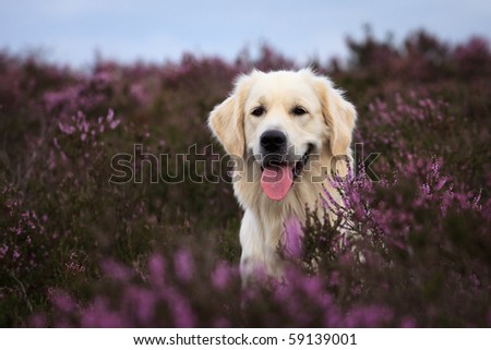 Adorable Golden Retriever in purple moor