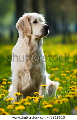 Happy Golden Retriever in flower field of yellow dandelions