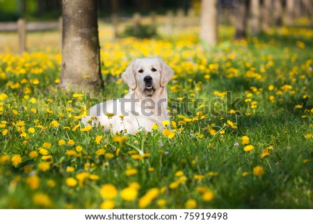 Happy Golden Retriever in flower field of yellow dandelions