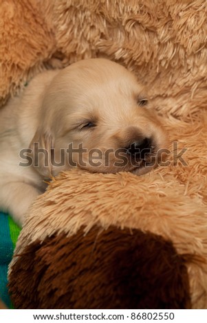 New born Golden Retriever Puppy sleeping on Teddy Bear