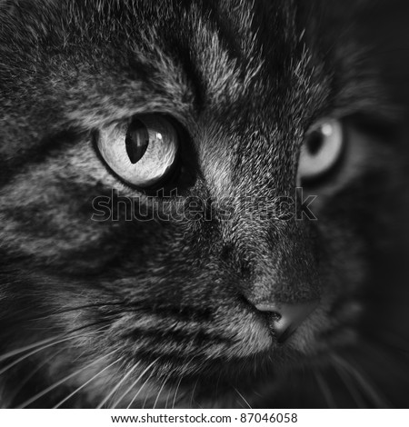 Wonderful eyes of Norwegian Forest Cat in Black and White