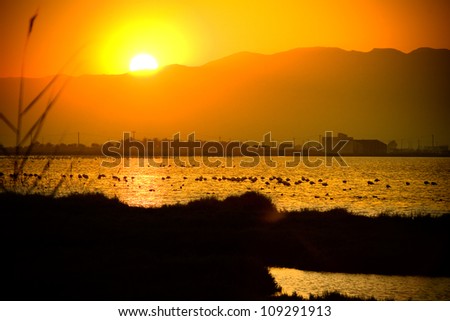 Sunset view and flamingos silhouettes on the river.