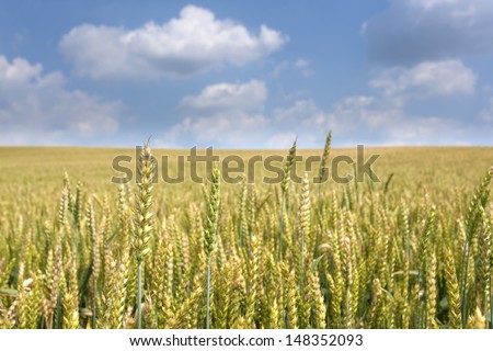 Agriculture. A wheat field almost ready for harvest with nice clouds