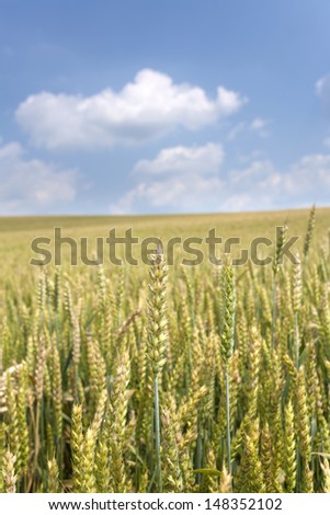 Agriculture. A wheat field almost ready for harvest with nice clouds