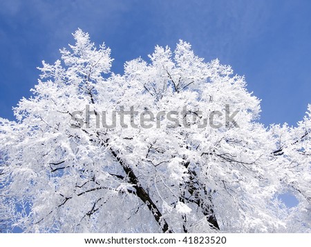 Frosted crown of large trees on background of blue sky