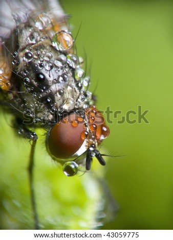 Fly  home on leaf in morning\'s dew