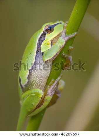 Babe green walking frog after branches