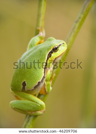 Babe green walking frog after branches