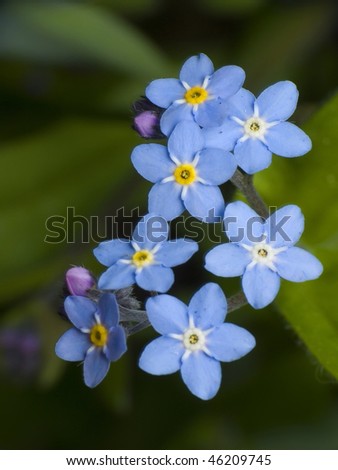 Nature. Blooming on blue forget-me-nots are beautiful