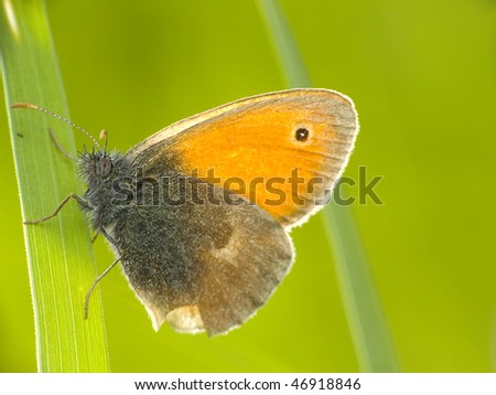 Nature. Oranges butterfly (Hyponephele lycaon) resting on grass