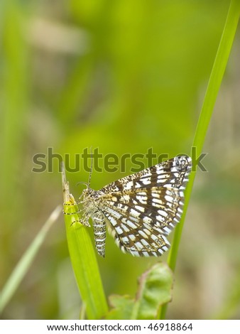 Nature. Small moth hides into day in grass