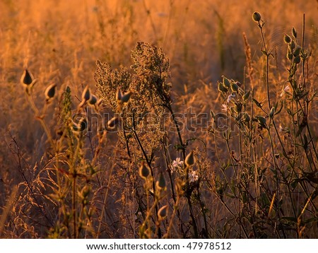 Nature. Wild whole bathed meadow in morning light of rising sun