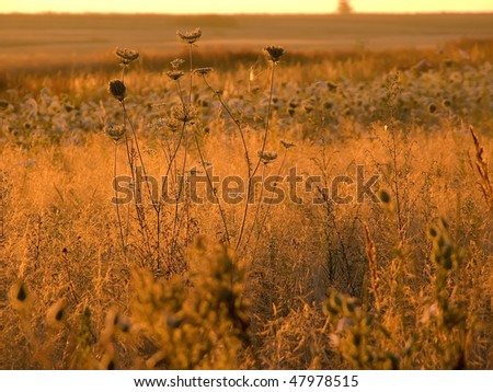 Nature. Wild whole bathed meadow in morning light of rising sun
