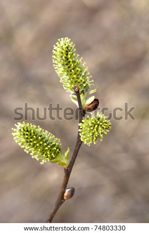 willow bloom