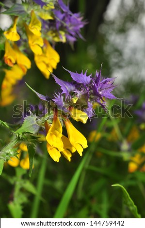plant with violet leaves and yellow flowers