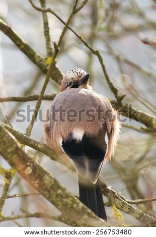 Eurasian jay on a tree branch. Wild bird