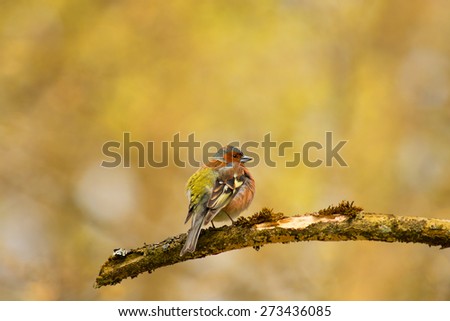 Common Chaffinch on a tree branch. Colorful bird. Colorful background