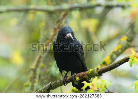 Rook on a tree branch. Black bird