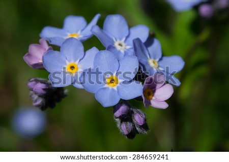 forget-me-not flower. Blue flowers