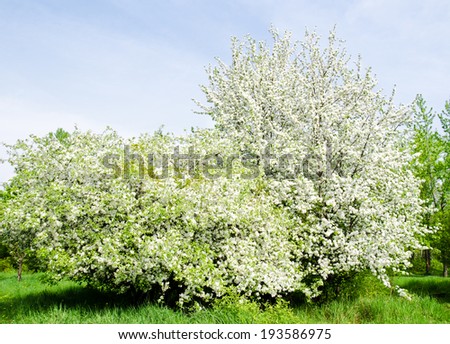 Apple blossom tree and blue sky in spring day