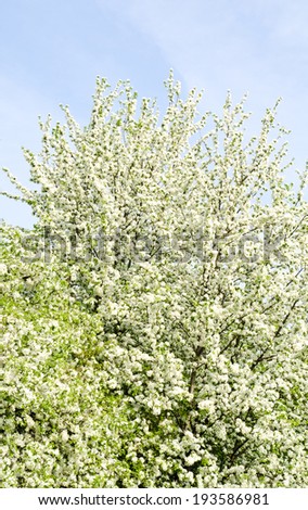 Apple blossom tree and blue sky in spring day