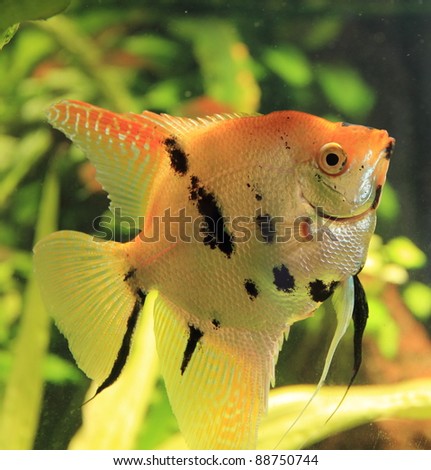 angelfish in bright fish tank