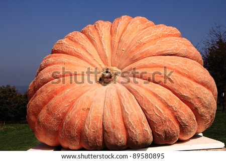 huge pumpkin