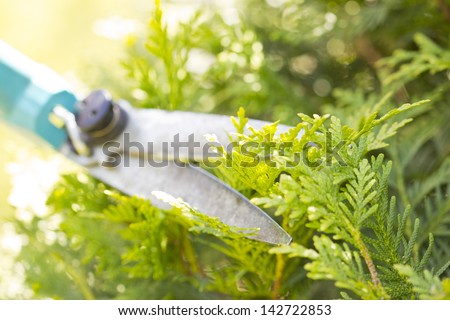 someone trimming bushes with garden scissors