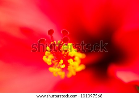 hibiscus flower - Hawaii
