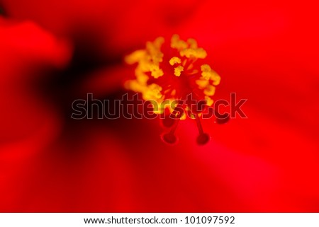 hibiscus flower - Hawaii