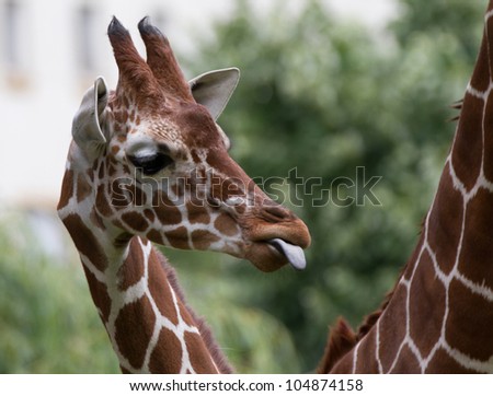 young giraffe tongue