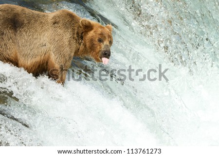 grizzly standing on waterfall showing his tongue