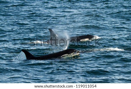 killer whale mother with her calve
