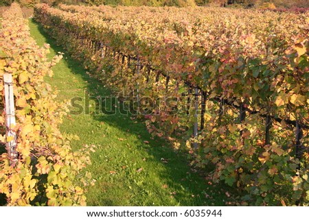 vineyard - fall