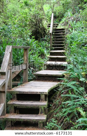 steps in jungle