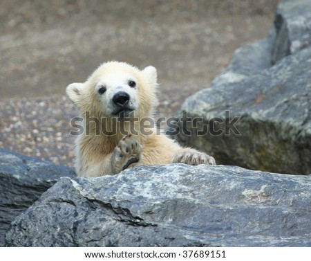 Cute Cub Bears