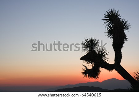 sunset silhouette - Joshua Tree National Park - USA