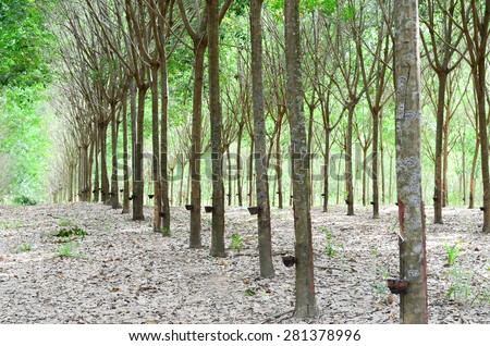 Rubber Tree Plantation With Rows Of Trees