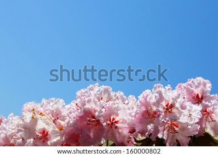 Blue sky background with a lower border of pink rhododendron flowers