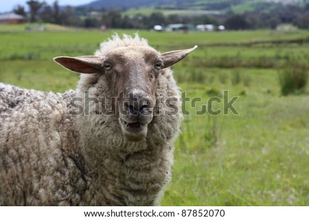 Close-up of a sheep in her rural setting, looking as if she is saying hello