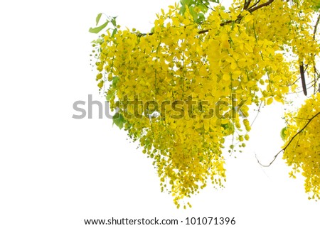 Cassia Fistula Flower