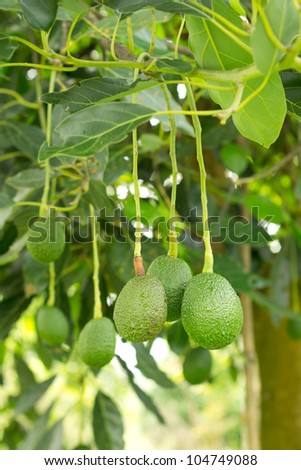 Avocados growing in a tree.