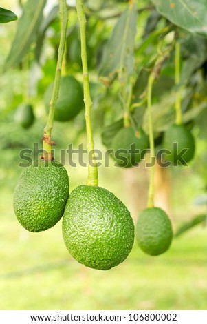 Avocados  growing on a tree