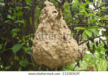 Wasp nest