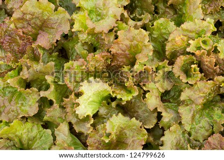 Fresh lettuce salad background