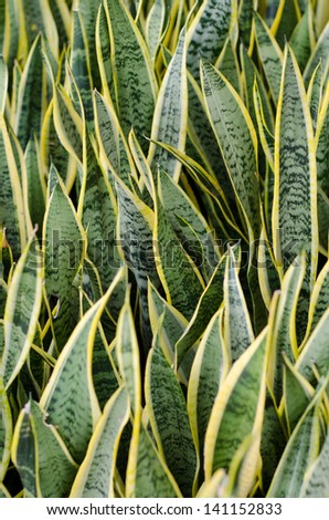 Sansevieria (mother-in-law\'s tongue) Background