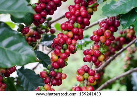 Coffee Beans On Trees