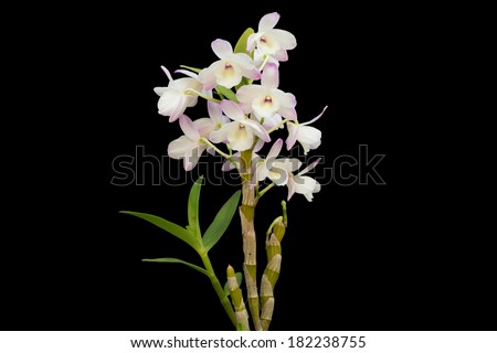 Nobile orchid isolated on black background