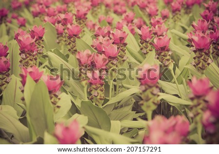 Siam Tulip, vintage flower